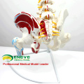 SPINE05-1 (12378) Medical Anatomy Human Flexible Spine with femur heads and painted muscles, Life-Size Spine Models